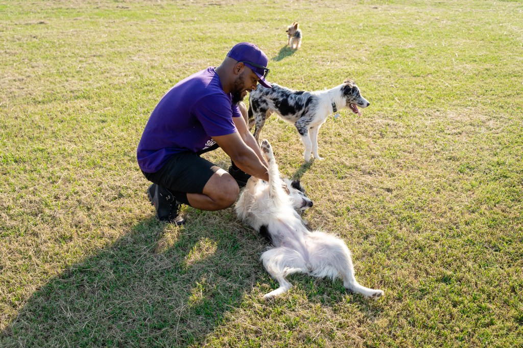 Man playing with dogs in grass